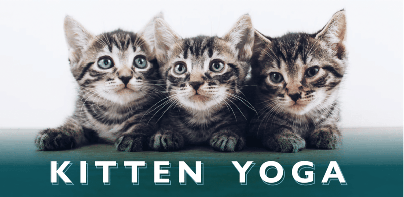 Kitten Yoga Kitten Yoga