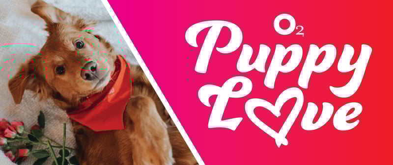 Puppy Yoga Puppy Yoga