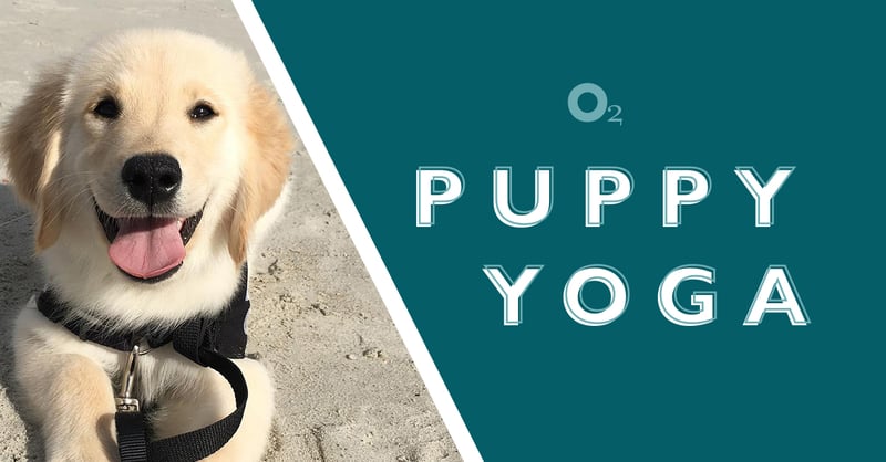 Puppy Yoga Puppy Yoga