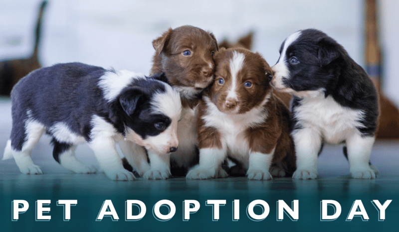 Beautiful Together Pet Adoption 