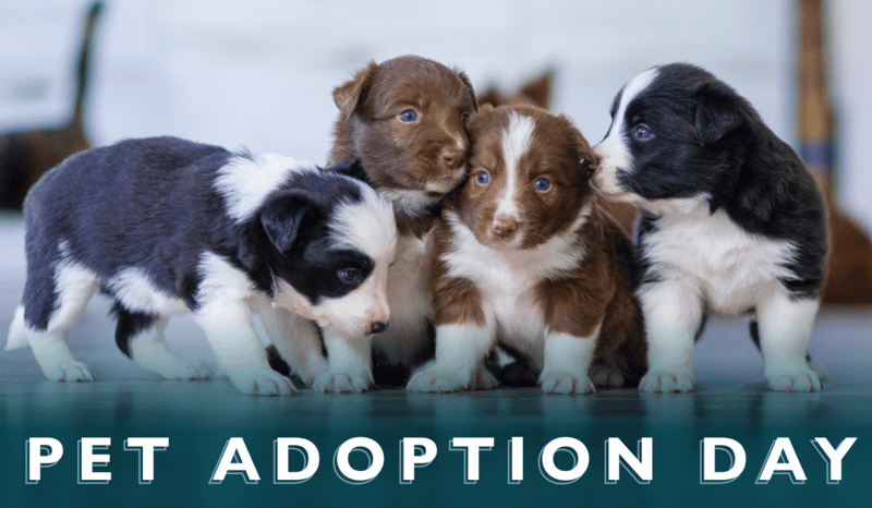 Beautiful Together Pet Adoption Beautiful Together Pet Adoption