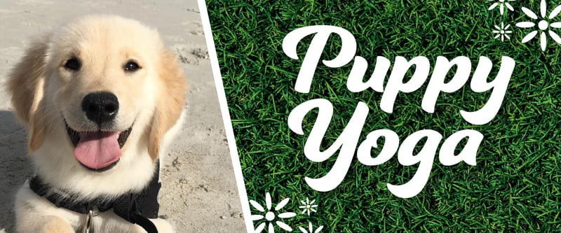 Puppy Yoga Puppy Yoga